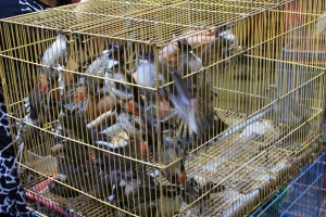 Busy cages